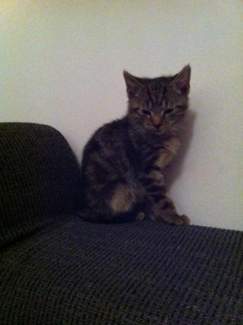 pepper