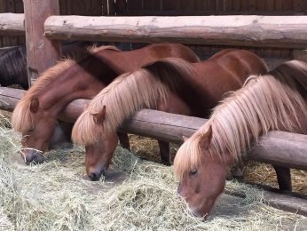 Der Montags-Blues: Den haben auch schon Kinder. Unser Wochenende auf dem Ponyhof war einfach zu schön