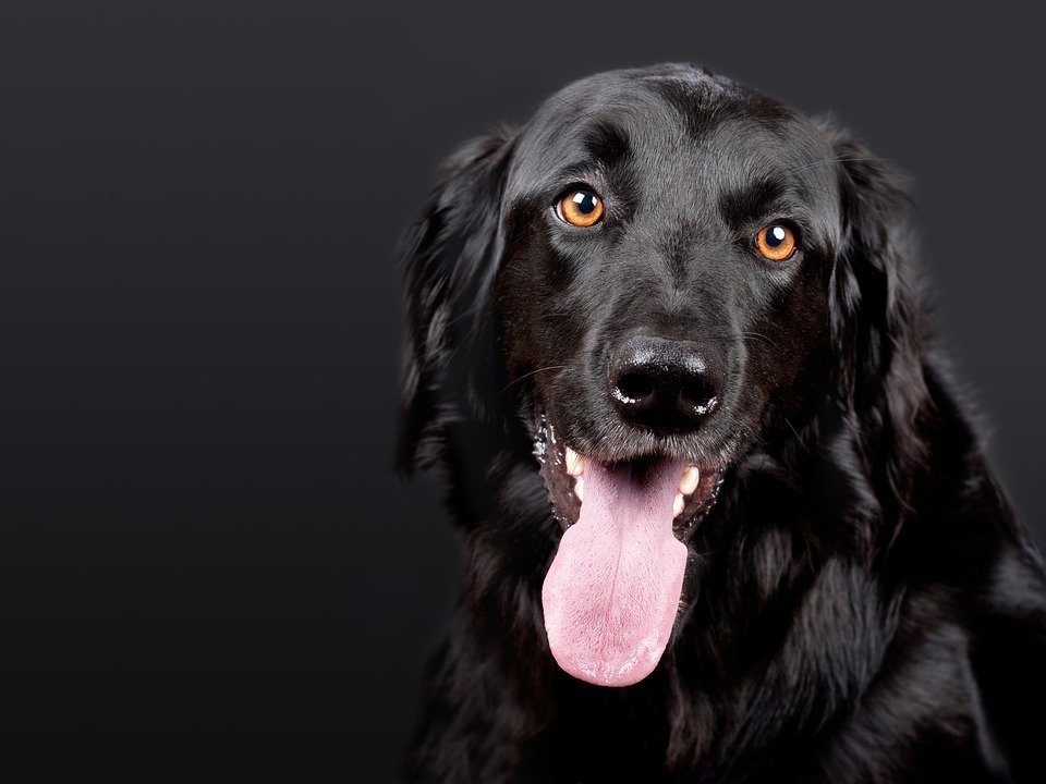 Gastbeitrag von Franzi: Was mein Sohn von unserem Hund lernt