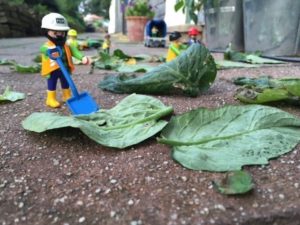 Gebt den Kindern Verantwortung! Wie schon die Kleinsten an Mini-Aufgaben über sich hinauswachsen können – oder: Wie mein Sohn Tomaten züchtete