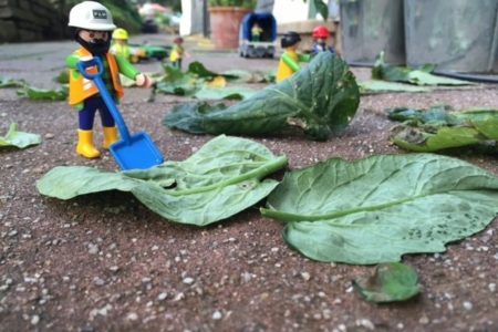 Gebt den Kindern Verantwortung! Wie schon die Kleinsten an Mini-Aufgaben über sich hinauswachsen können – oder: Wie mein Sohn Tomaten züchtete