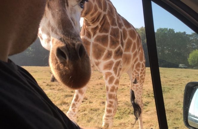 serengetiparkgiraffe