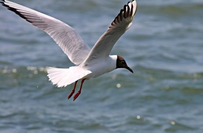 black headed gull 3082444 1280