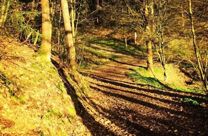 schatzsuche wald