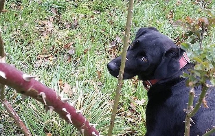 Abschied vom geliebten Haustier – unser Hund ist gestorben