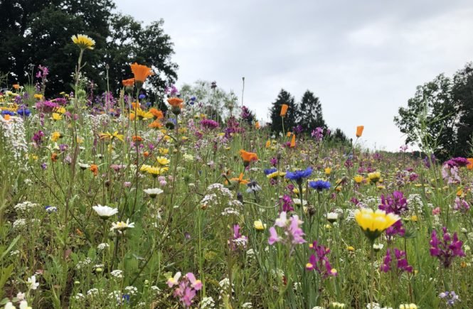 Wildblumenwiese