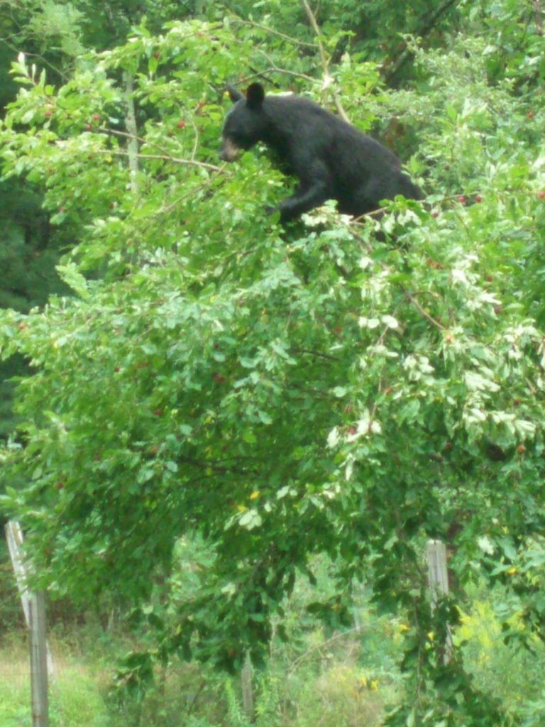 3.2 Der Baer im Apfelbaum