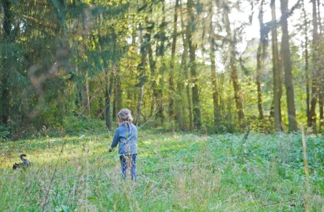 Wald Katze Landleben