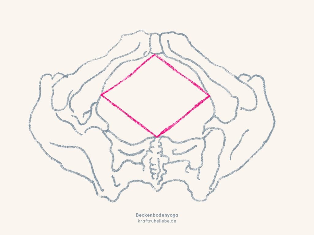 Die Ansatzpunkte des Beckenbodens
