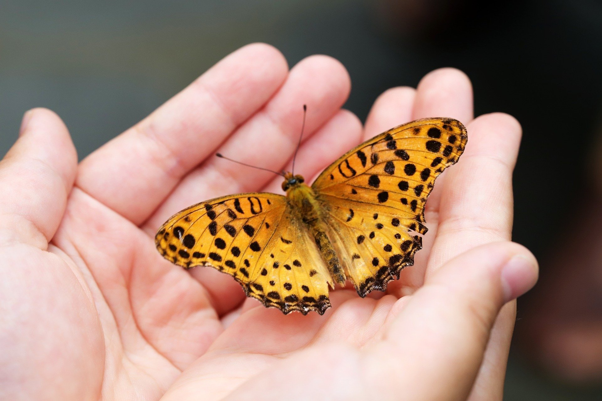 Schmetterlingskind: Die Haut unserer Tochter ist so dünn wie ein Flügelchen