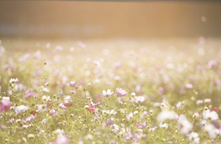 cosmos flowers 1138041 1280