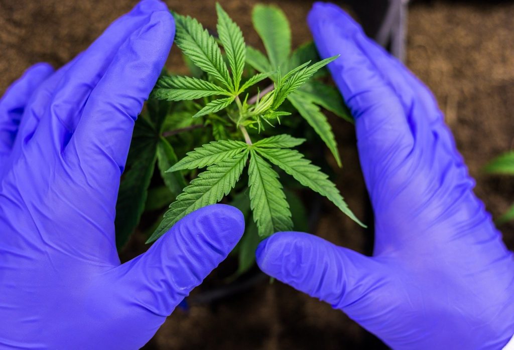 Gegen die Cannabis-Legalisierung