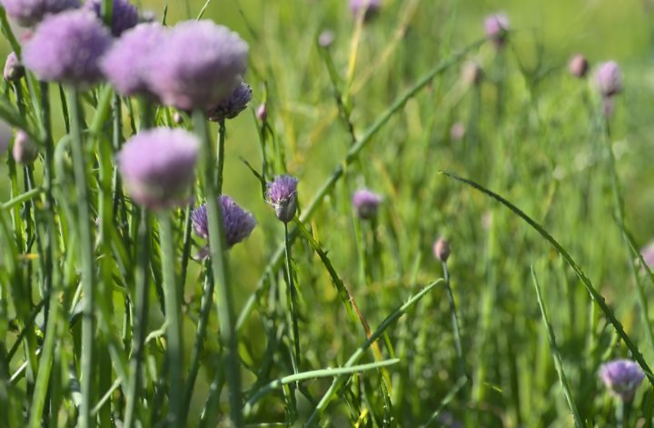 Kinder für den Garten begeistern
