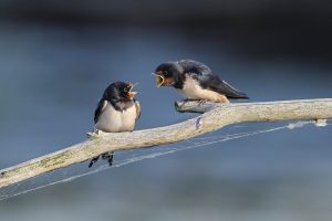 Noch mehr Geschwisterstreit: Manchmal macht uns das alles fassungslos