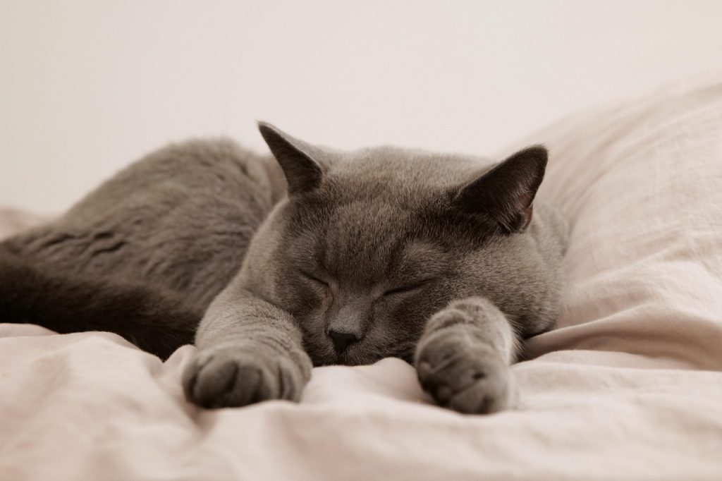 Katze